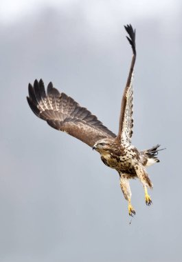 Ortak Şahin kuşu (Buteo buteo)