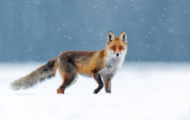 Tilki (Vulpes vulpes doğada)