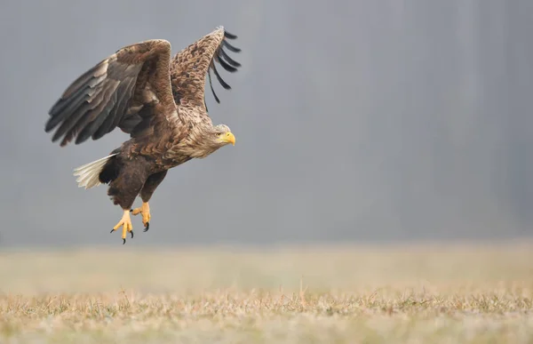 Seeadler Haliaeetus Albicilla — Stockfoto