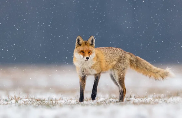 Лиса Природе Vulpes Vulpes — стоковое фото