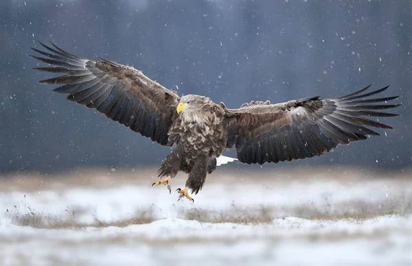 Zeearend Haliaeetus Albicilla — Stockfoto