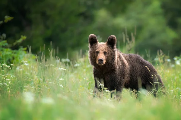 Urso Castanho Jovem Selvagem Ursus Arctos — Fotografia de Stock