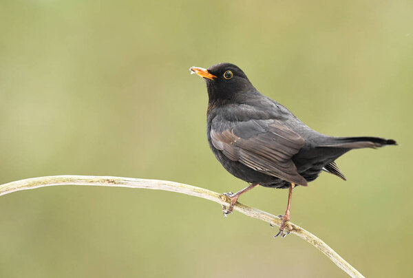 Blackbird on twig (Turdus merula)