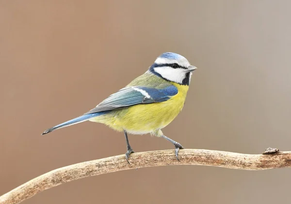 Синяя Синица Cyanistes Caeruleus — стоковое фото