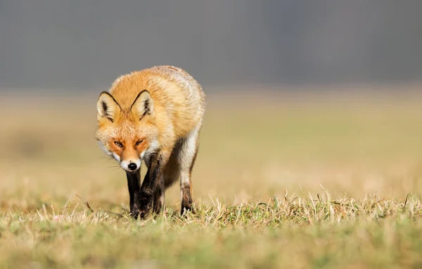 Raposa Natureza Vulpes Vulpes — Fotografia de Stock