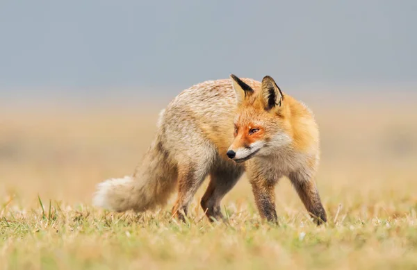 Zorro Naturaleza Vulpes Vulpes — Foto de Stock