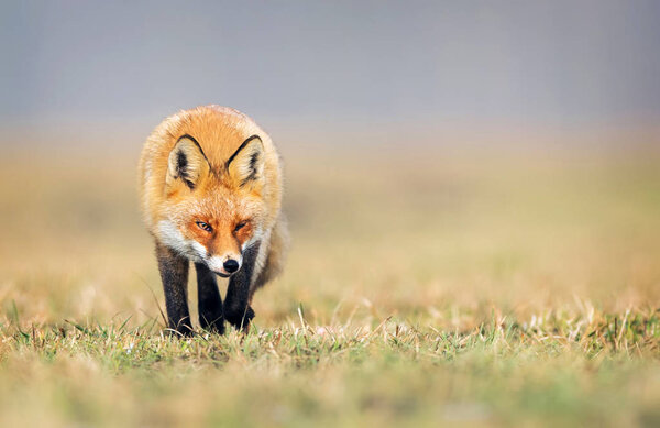 Fox in nature (Vulpes vulpes)