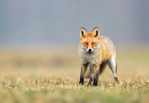 Raposa Natureza Vulpes Vulpes — Fotografia de Stock