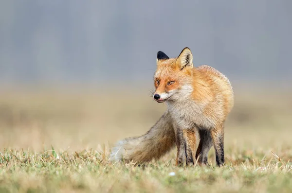 Fuchs Der Natur Vulpes Vulpes — Stockfoto