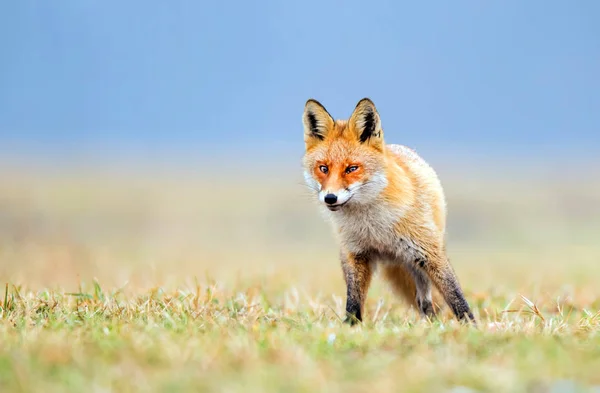 Raposa Natureza Vulpes Vulpes — Fotografia de Stock