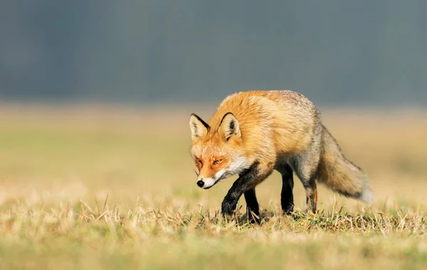 Лиса Природе Vulpes Vulpes — стоковое фото