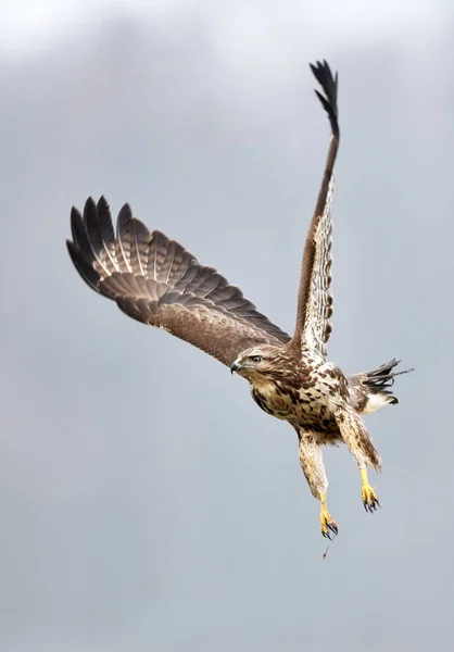 Mäusebussard Buteo Buteo — Stockfoto