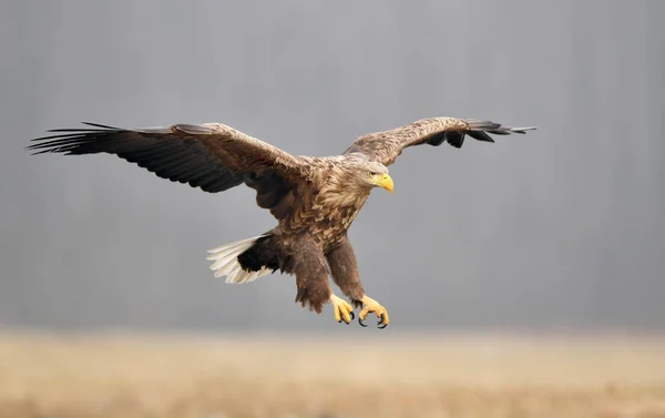 Águila Cola Blanca Haliaeetus Albicilla —  Fotos de Stock