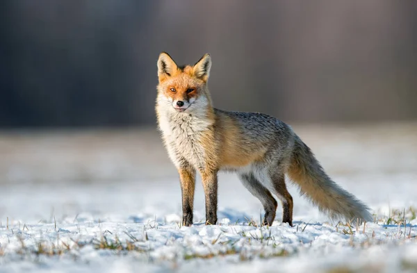 ホンドギツネ キツネ属を狐します — ストック写真
