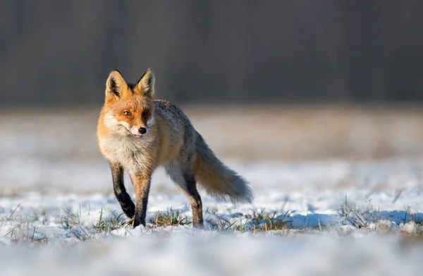 Fox Nature Vulpes Vulpes — Stock Photo, Image