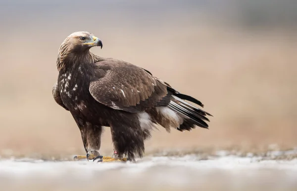 Steinadler Aquila Chrysaetos — Stockfoto