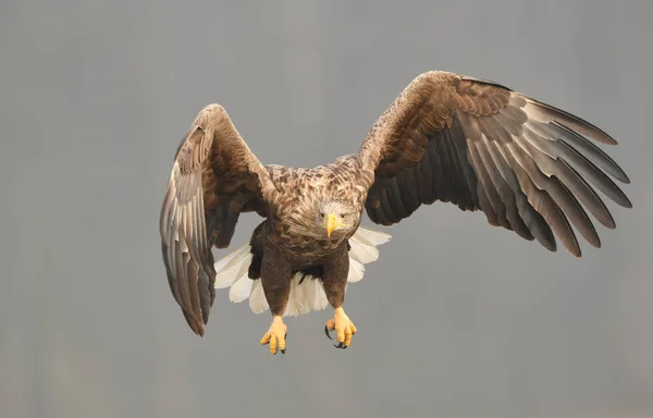 Águila Cola Blanca Haliaeetus Albicilla —  Fotos de Stock