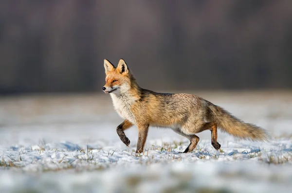 Róka Vulpes Vulpes Jellegű — Stock Fotó