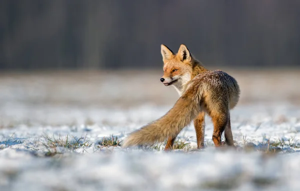 狐狸在自然 秃子秃子 — 图库照片