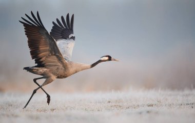 Bayağı turna (Grus Grus)
