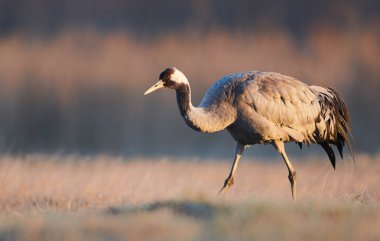 Bayağı turna (Grus Grus)