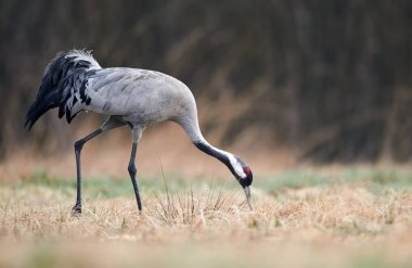Bayağı turna (Grus Grus)