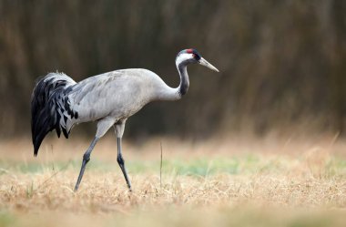 Bayağı turna (Grus Grus)