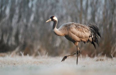 Bayağı turna (Grus Grus)