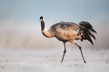 Bayağı turna (Grus Grus)