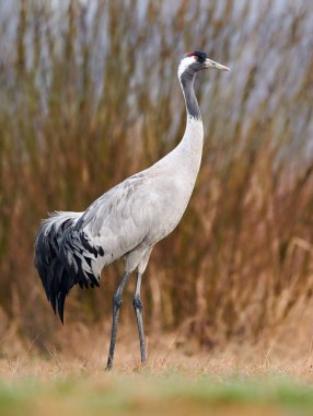 Bayağı turna (Grus Grus)