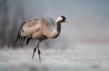 Bayağı turna (Grus Grus)