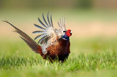 Halka yakalı Sülün (Phasianus colchicus)