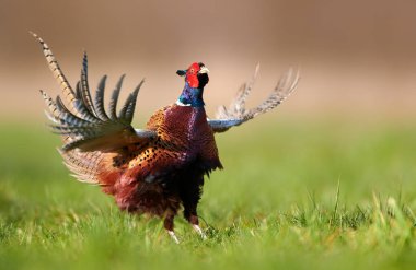 Halka yakalı Sülün (Phasianus colchicus)