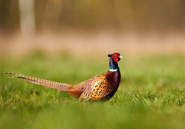 Halka yakalı Sülün (Phasianus colchicus)