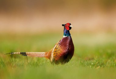 Halka yakalı Sülün (Phasianus colchicus)