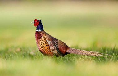 Halka yakalı Sülün (Phasianus colchicus)