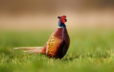 Halka yakalı Sülün (Phasianus colchicus)