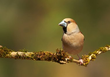 Bayağı kocabaş (Kocabaş kocabaş)