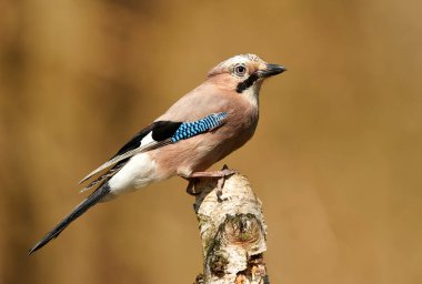 Avrasya alakargası (Garrulus glandarius)