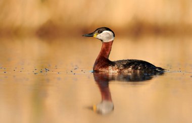 Kızıl boyunlu batağan (Podiceps grisegena)