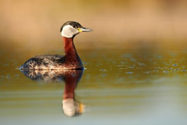 Kızıl boyunlu batağan (Podiceps grisegena)