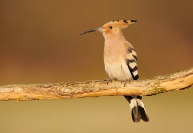 Avrasya Hupoesi veya Yaygın Hupoe (Upupa epops))