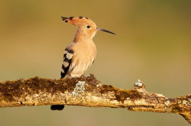 Avrasya Hupoesi veya Yaygın Hupoe (Upupa epops))