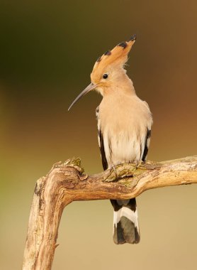 Avrasya Hupoesi veya Yaygın Hupoe (Upupa epops))