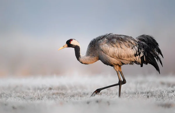 Guindaste comum (Grus grus ) — Fotografia de Stock