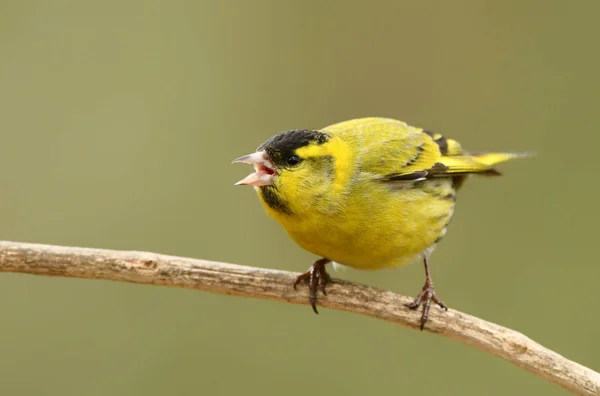 Siskin (Carduelis spinus) ) — Foto de Stock