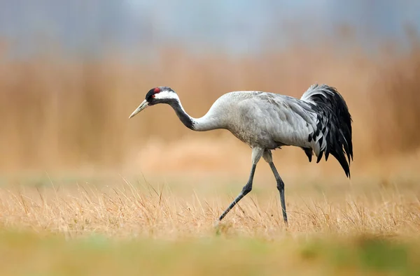 Guindaste comum (Grus grus ) — Fotografia de Stock