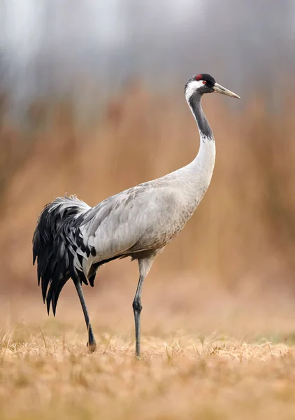 Żuraw (Grus Grus) — Zdjęcie stockowe