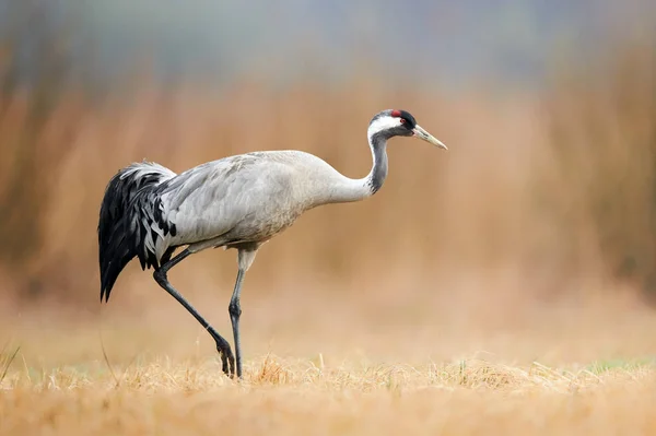 Żuraw (Grus Grus) — Zdjęcie stockowe