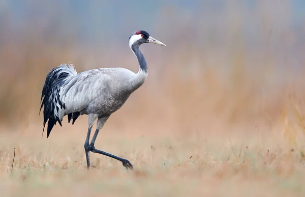 Guindaste comum (Grus grus ) — Fotografia de Stock